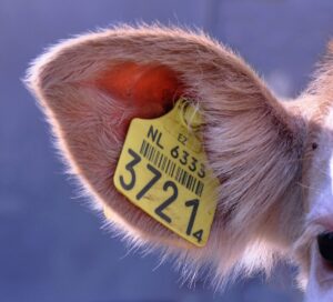Rare Breed Triggers Patent lawsuit